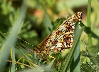Small Pearl-bordered Fritillary