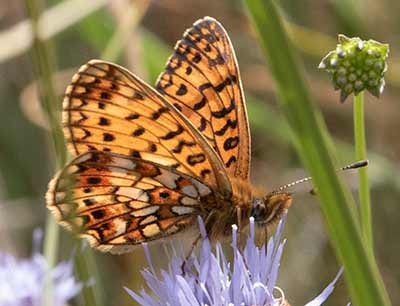 Small Pearl-bordered Fritillary