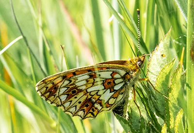 Small Pearl-bordered Fritillary