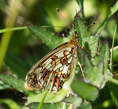 Small Pearl-bordered Fritillary