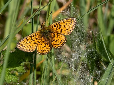 Small Pearl-bordered Fritillary