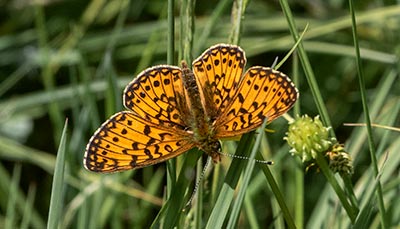 Small Pearl-bordered Fritillary