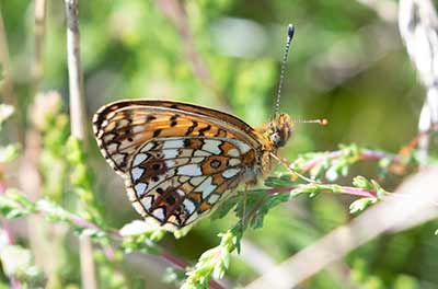 Small Pearl-bordered Fritillary