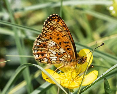 Small Pearl-bordered Fritillary
