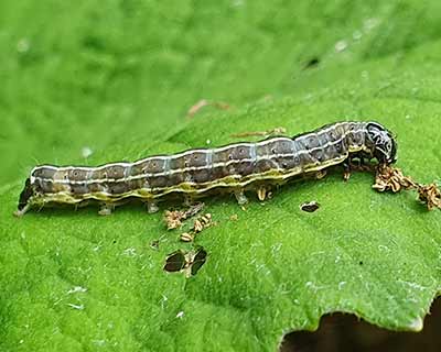 Small Quaker