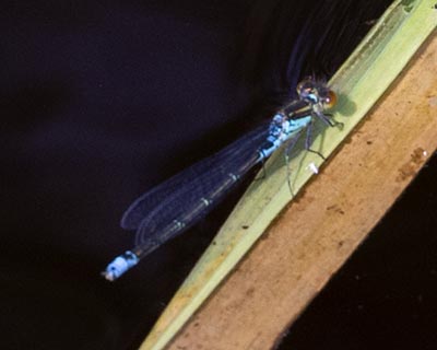 Small Redeye