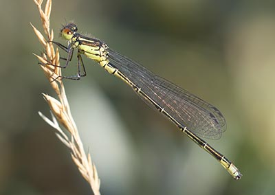 Small Redeye