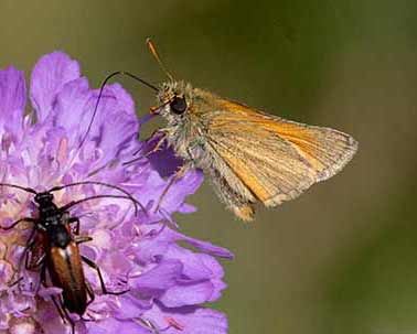 Small Skipper