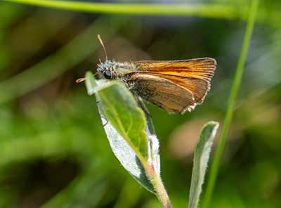 Small Skipper