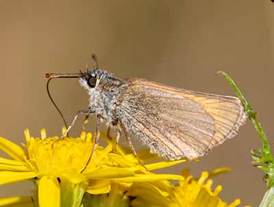 Small Skipper