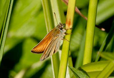 Small Skipper