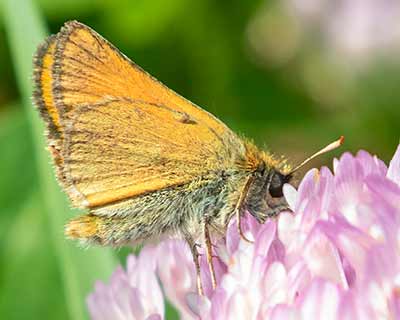 Small Skipper