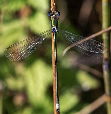 Small Spreadwing