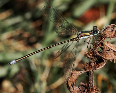 Small Spreadwing