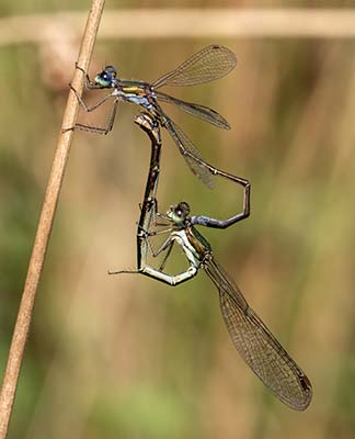 Small Spreadwing