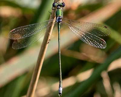 Small Spreadwing