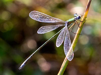 Small Spreadwing