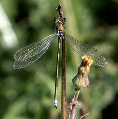Small Spreadwing
