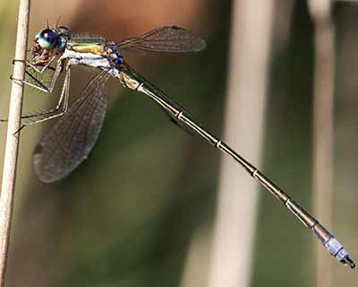 Small Spreadwing