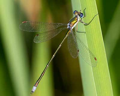 Small Spreadwing