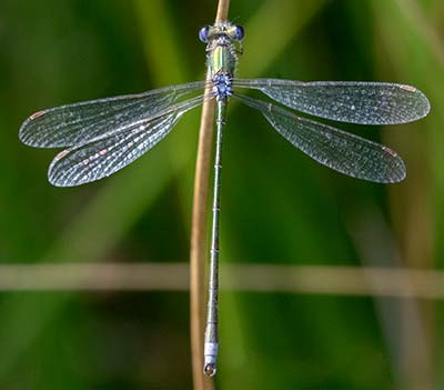 Small Spreadwing