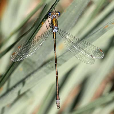 Small Spreadwing