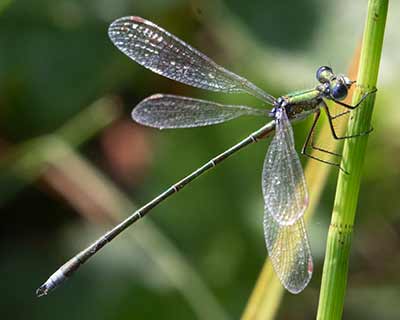 Small Spreadwing