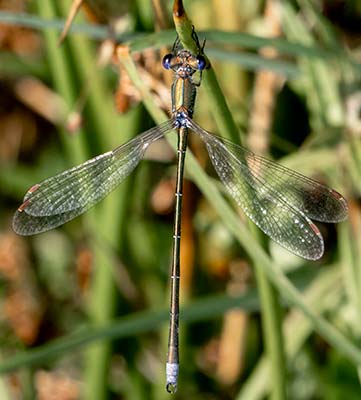 Small Spreadwing