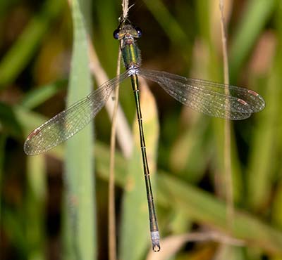 Small Spreadwing