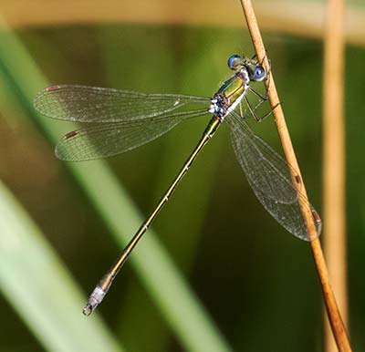 Small Spreadwing