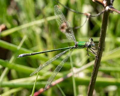 Small Spreadwing