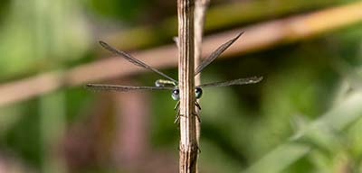 Small Spreadwing