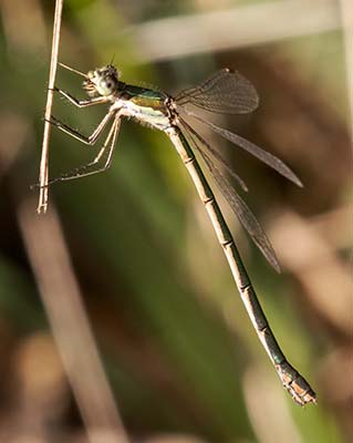 Small Spreadwing