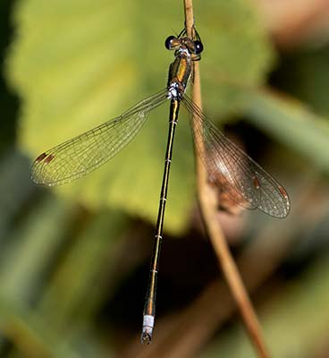 Small Spreadwing