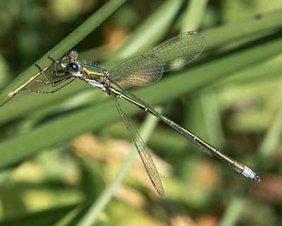 Small Spreadwing