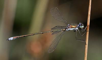 Small Spreadwing