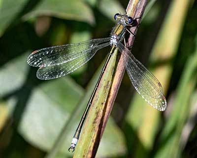 Small Spreadwing