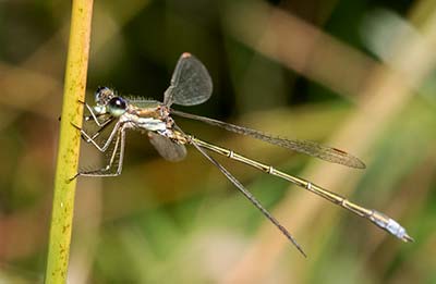 Small Spreadwing
