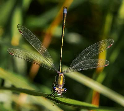 Small Spreadwing
