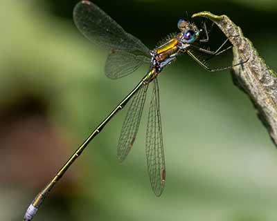 Small Spreadwing