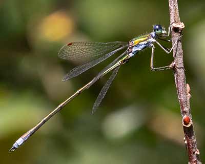 Small Spreadwing