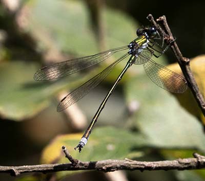Small Spreadwing