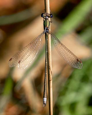 Small Spreadwing