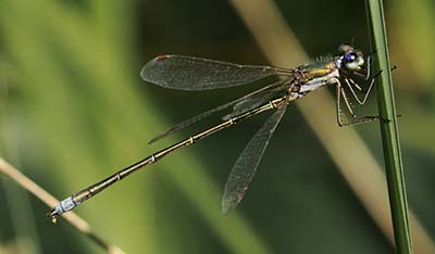 Small Spreadwing