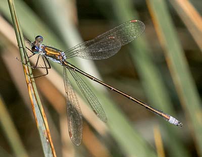 Small Spreadwing