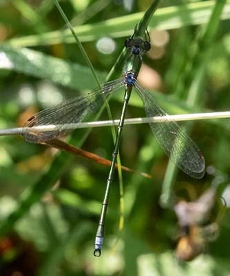 Small Spreadwing