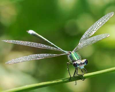 Small Spreadwing