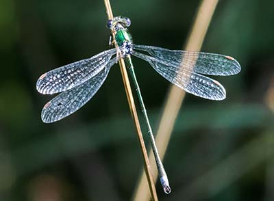 Small Spreadwing