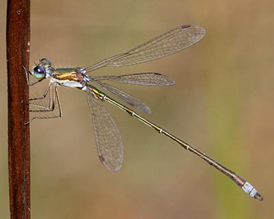 Small Spreadwing