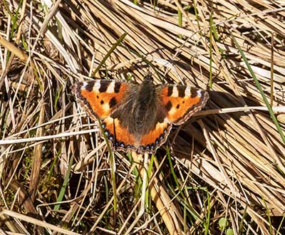 Small Tortoiseshell